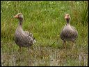 2_gansen_texel_u9m9115