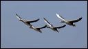 4vliegende_gansen2006a_u9m9513