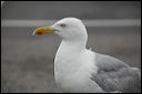 _mg_0887