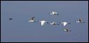 gans_met_lepelaar_in_vlucht_nog_bewerken_u9m9485