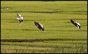 landende_eenden_texel_u9m9215