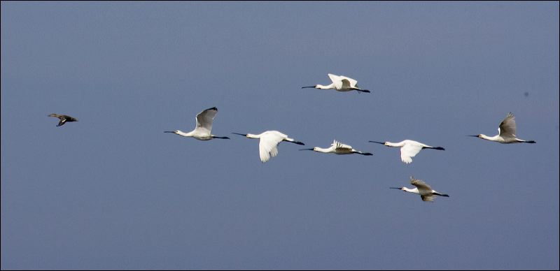 gans_met_lepelaar_in_vlucht_nog_bewerken_u9m9485.jpg
